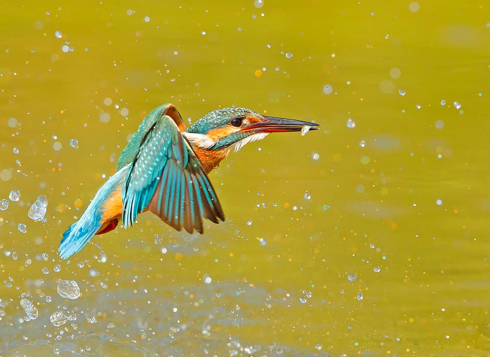 Vibrant Kingfisher Catch by Shlomo Waldmann — canvas wall art