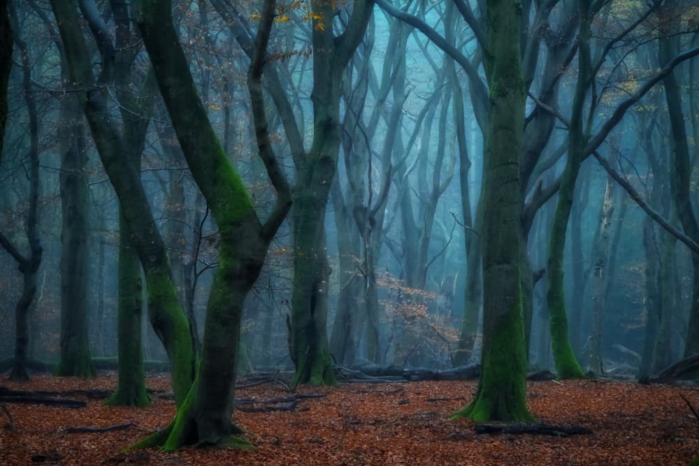Misty Autumn Forest by Hilda van der Lee — canvas wall art