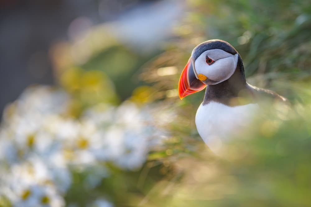 Puffin in Golden Light by Roberto Marchegiani — canvas wall art