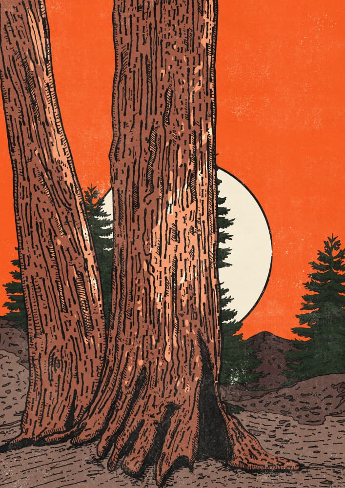 Redwood Sunset Glow by Nicholas — canvas wall art