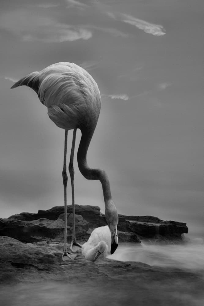 Graceful Coastal Flamingo by Krystina Wisniowska — canvas wall art