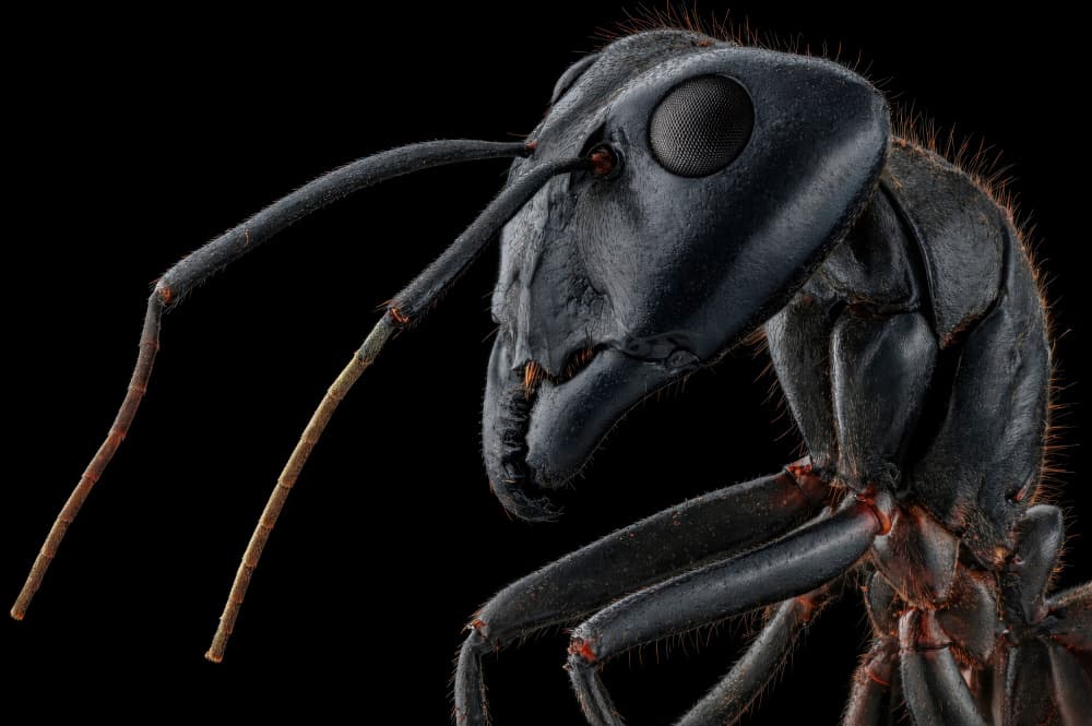 Ant Macro Detail by Edy Pamungkas — canvas wall art
