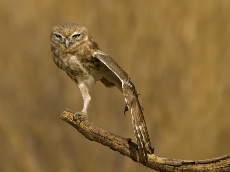 Stern Little Owl by Amnon Eichelberg — canvas wall art