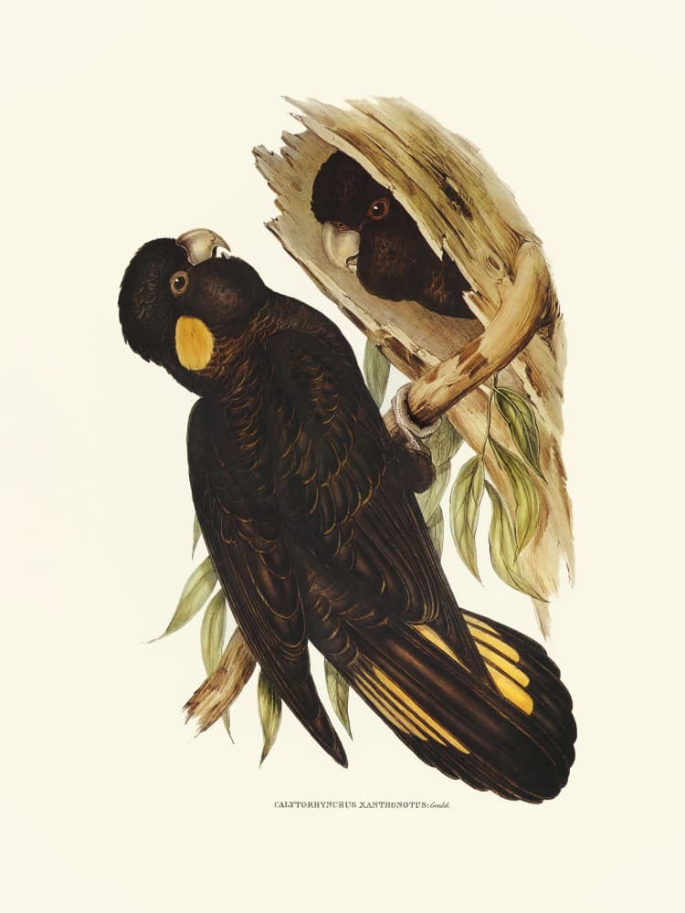 Yellow Eared Black Cockatoo by Elizabeth and John Gould — canvas wall art