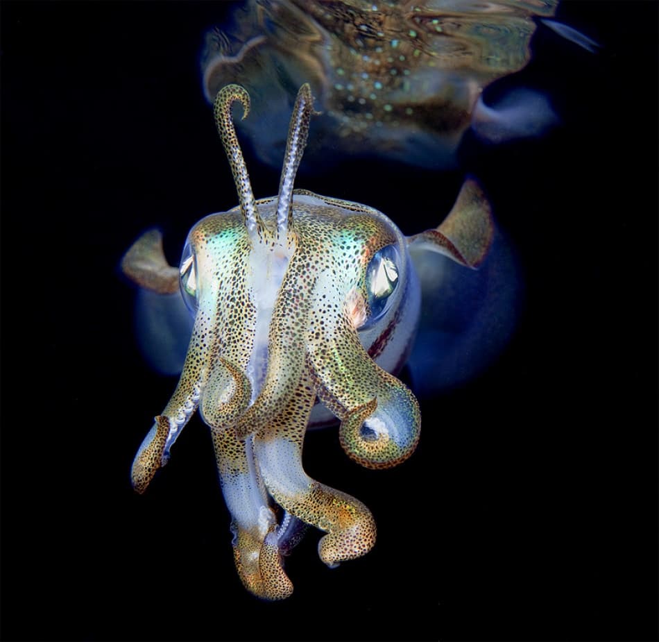 Iridescent Cuttlefish Reflection by Andrey Narchuk — canvas wall art