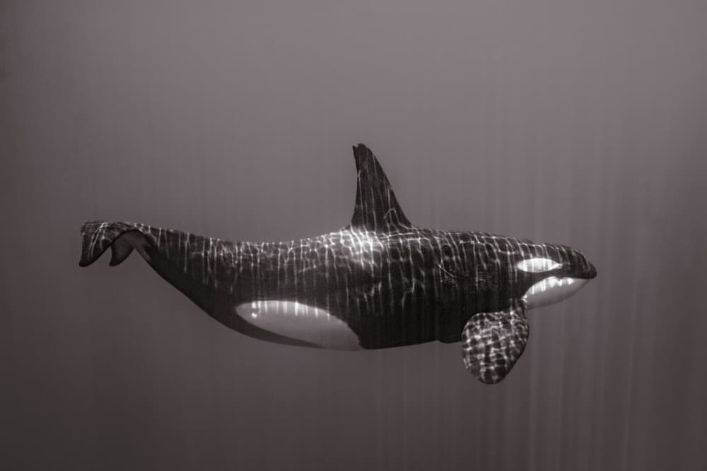 Orca Sun Rays by Serge Melesan — canvas wall art