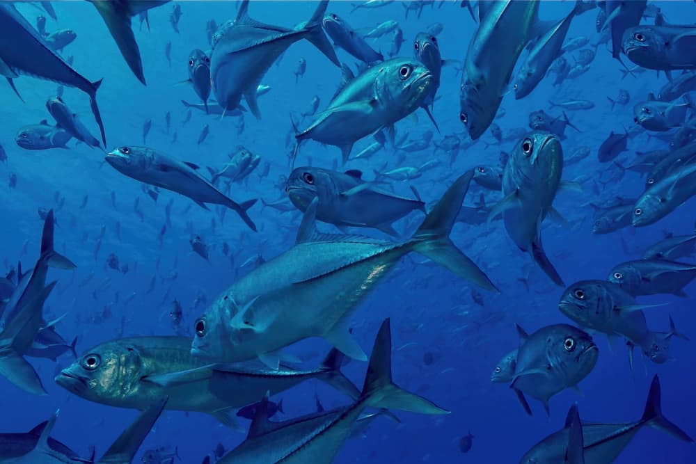 Underwater Fish School by Serge Melesan — canvas wall art