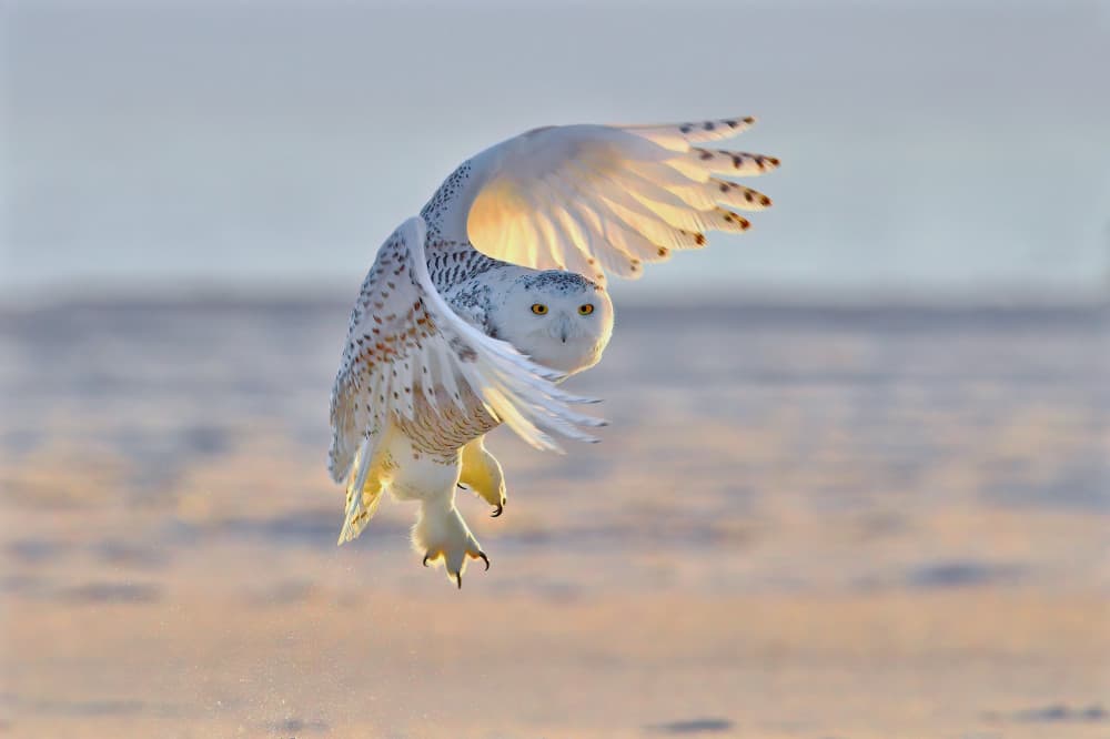Snowy Owl in Flight by Gavin Lam — canvas wall art