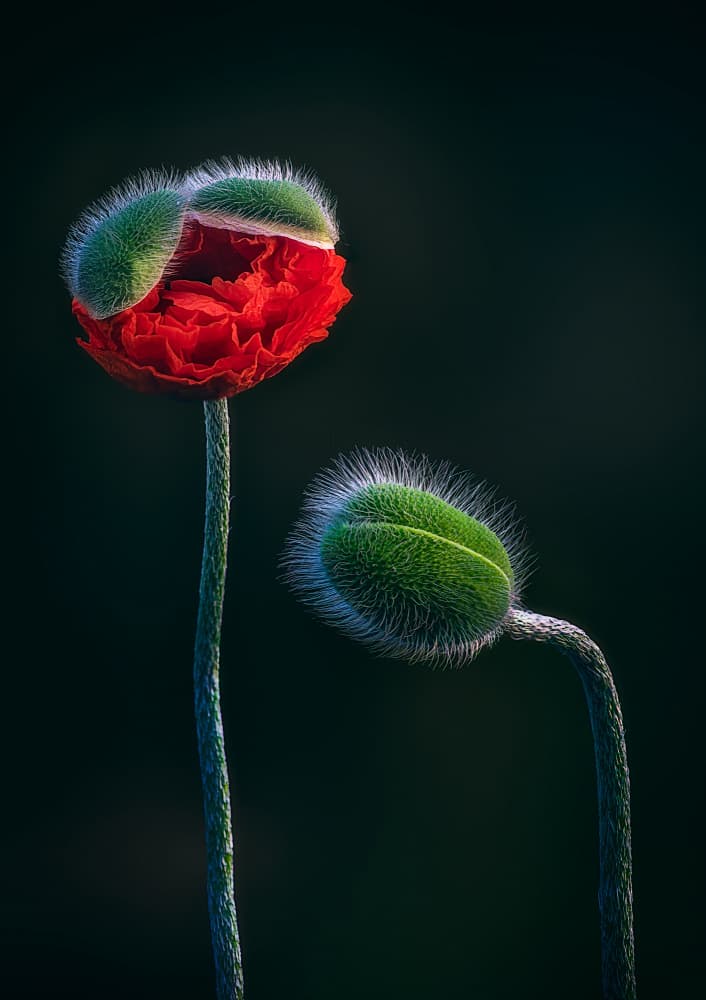 Emerging Poppies by Ben.C.L — canvas wall art