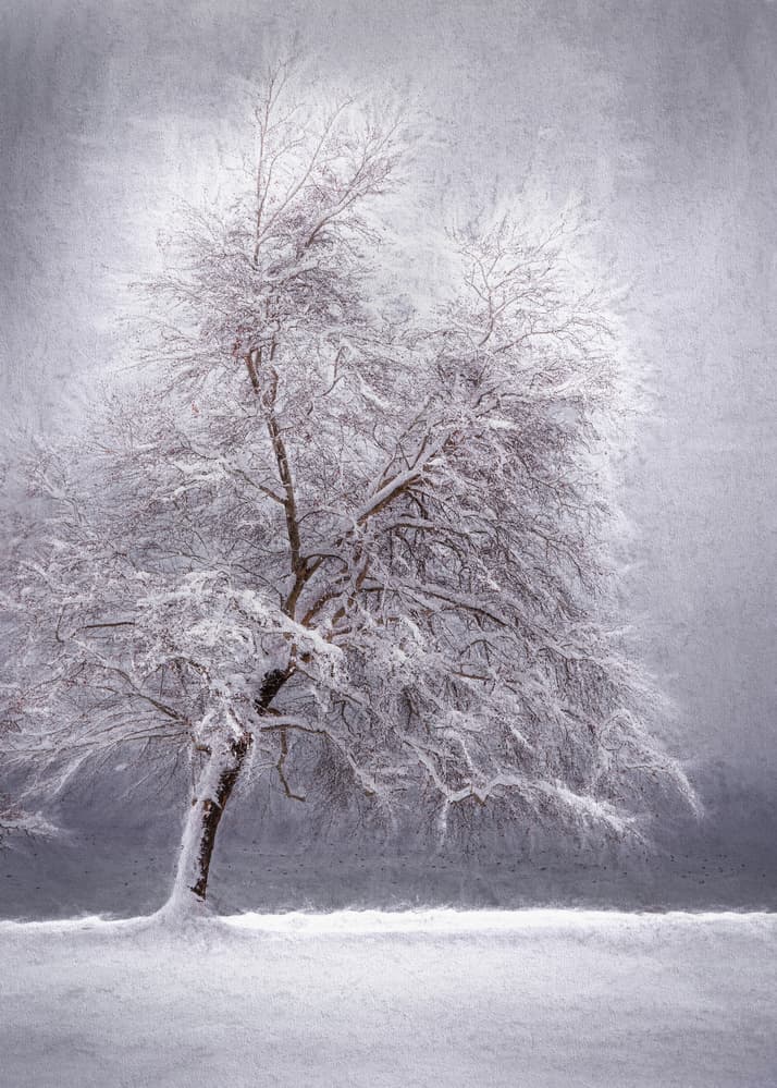 Snowy Winter Tree by Ulrike Eisenmann — canvas wall art