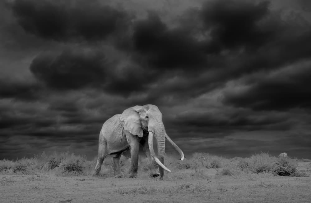 Elephant Under Stormy Sky by MIN LI — canvas wall art
