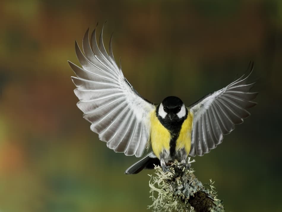 Great Tit Landing by Nicolás Merino — canvas wall art
