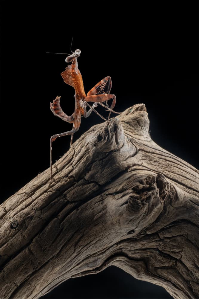 Praying Mantis On Wood by Sally Widjaja — canvas wall art