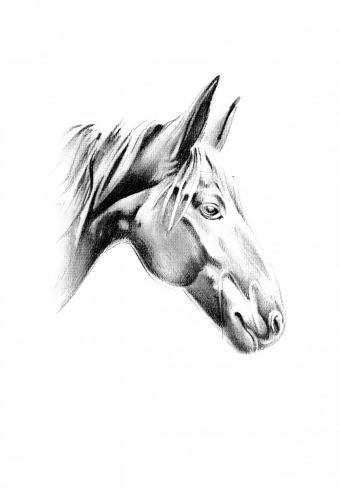 Noble Horse Profile by Kulik — canvas wall art