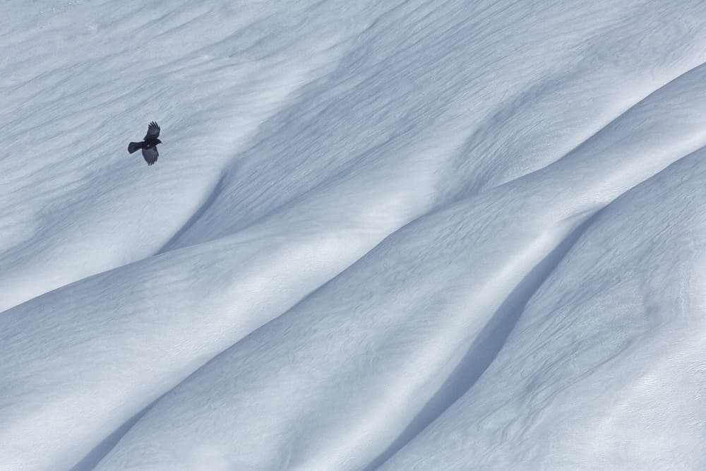 Bird Over Snow Peaks by Uschi Hermann — canvas wall art