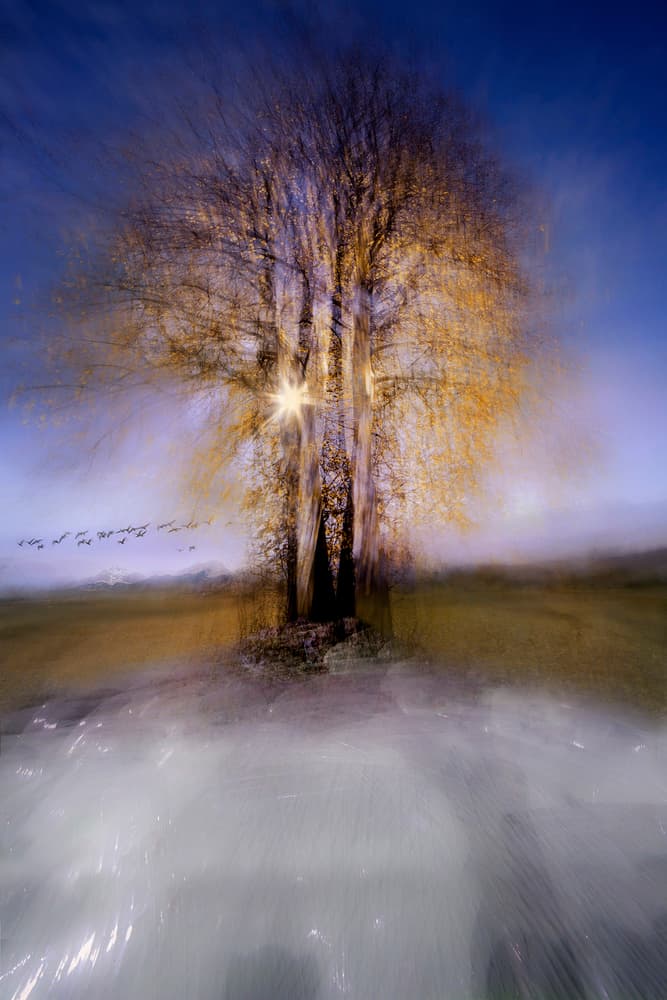 Golden Winter Tree by Milan Malovrh — canvas wall art