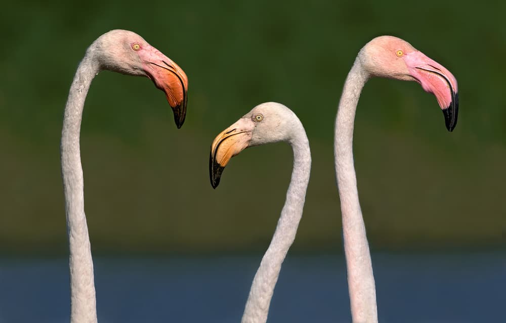 Flamingo Trio by Xavier Ortega — canvas wall art
