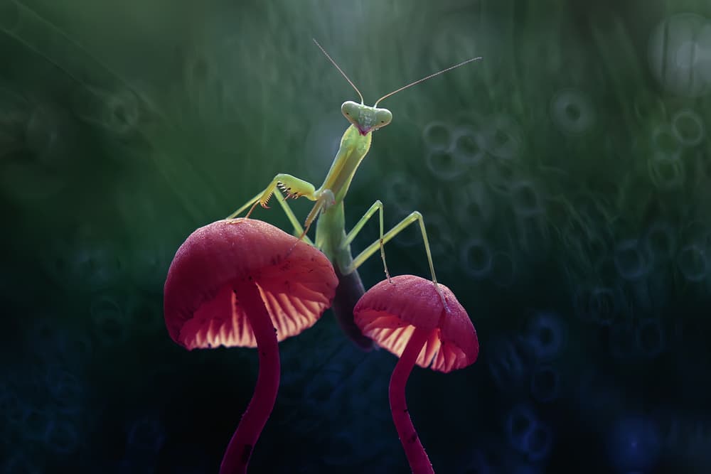 Praying Mantis Mushrooms by Abdul Gapur Dayak — canvas wall art