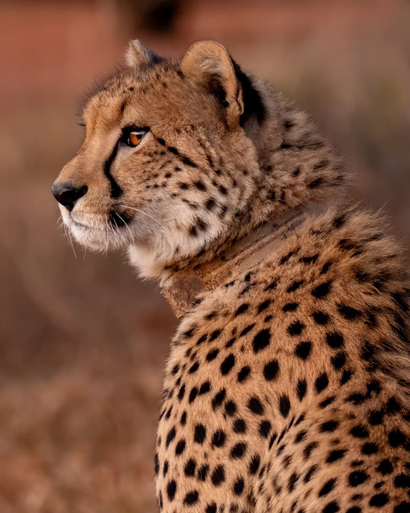 Majestic Cheetah Profile by Naomi Lupton — canvas wall art