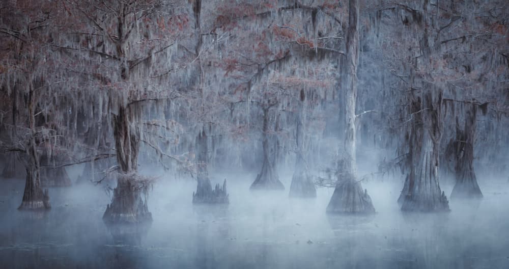 Misty Cypress Swamp by Willa Wei — canvas wall art