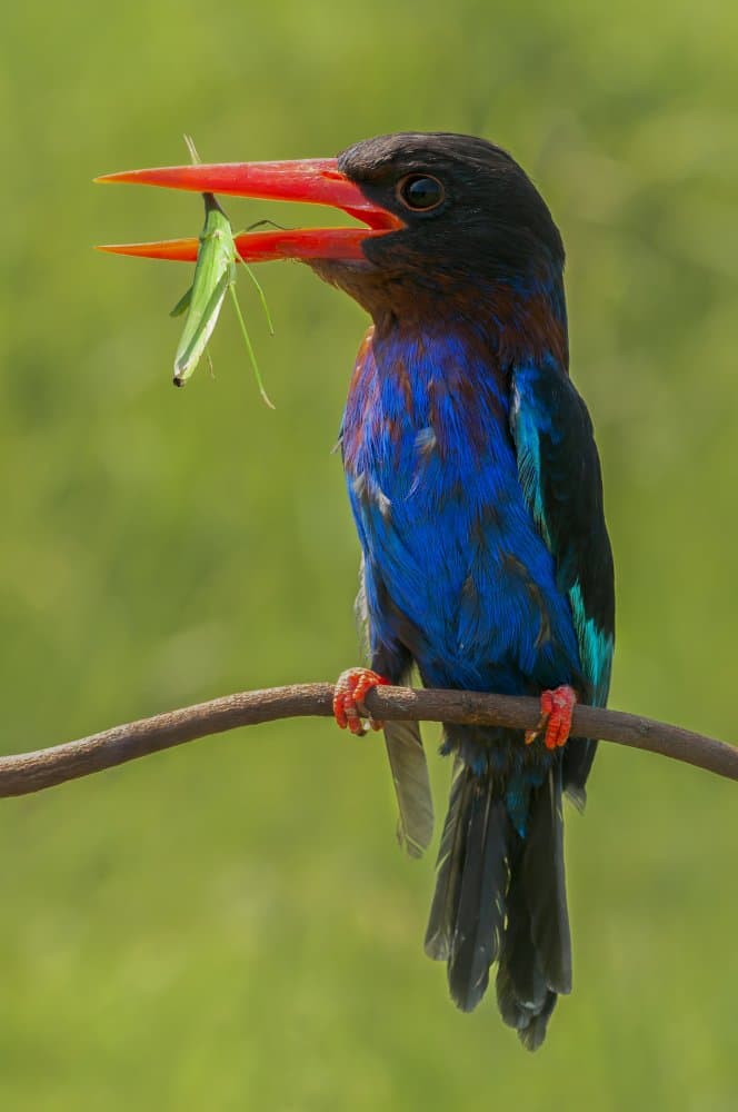 Blue Kingfisher Catch by Edy Pamungkas — canvas wall art