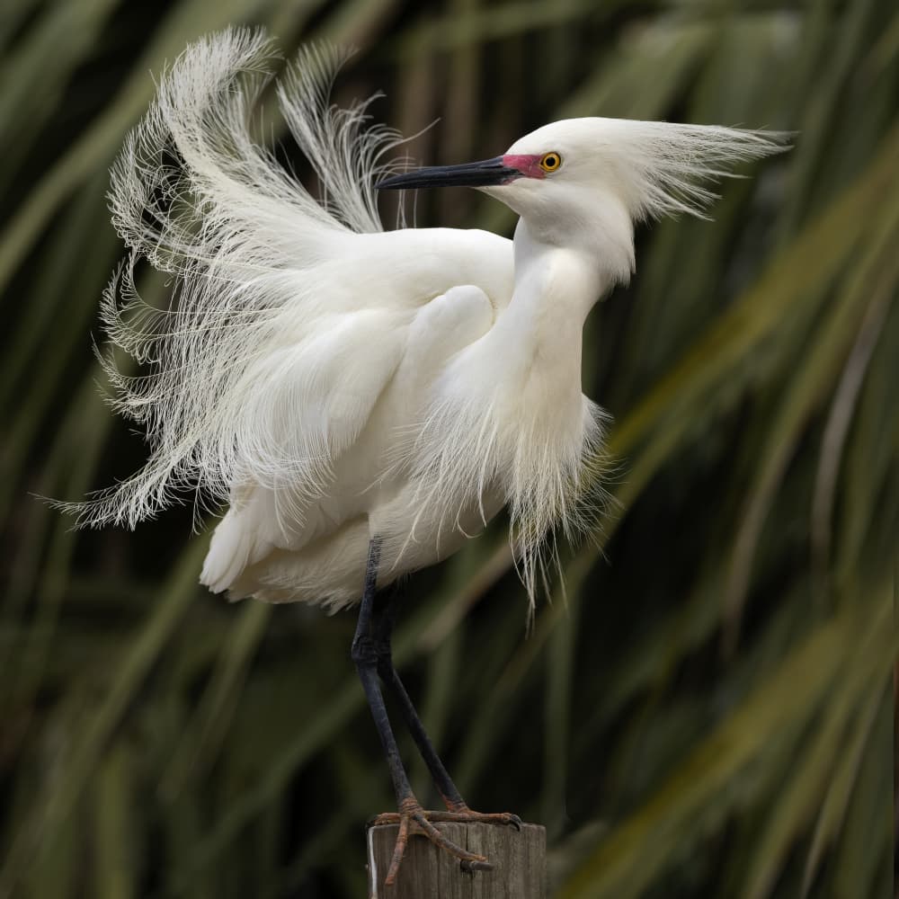 Elegant White Egret by Linda D Lester — canvas wall art