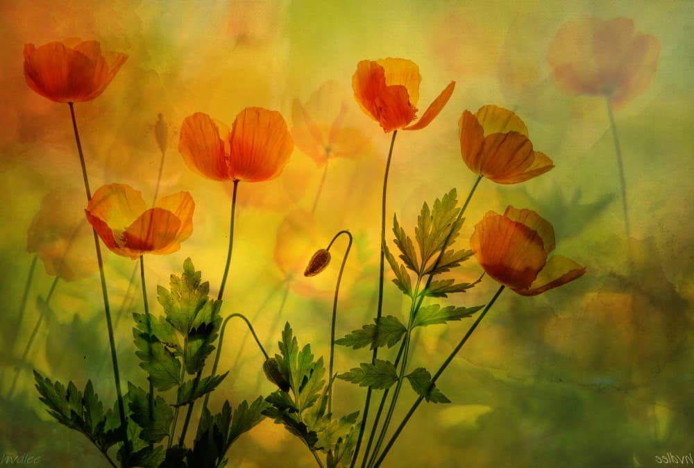 Blooming Orange Poppies by Hilda van der Lee — canvas wall art