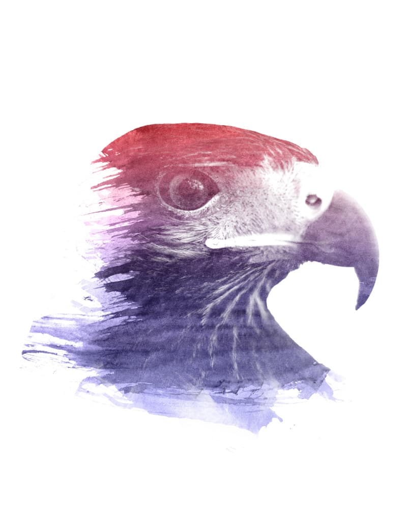 Majestic Watercolor Eagle by Emiliano Deificus — canvas wall art