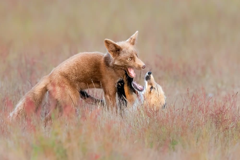 Playful Fox Kits by Jun Zuo — canvas wall art