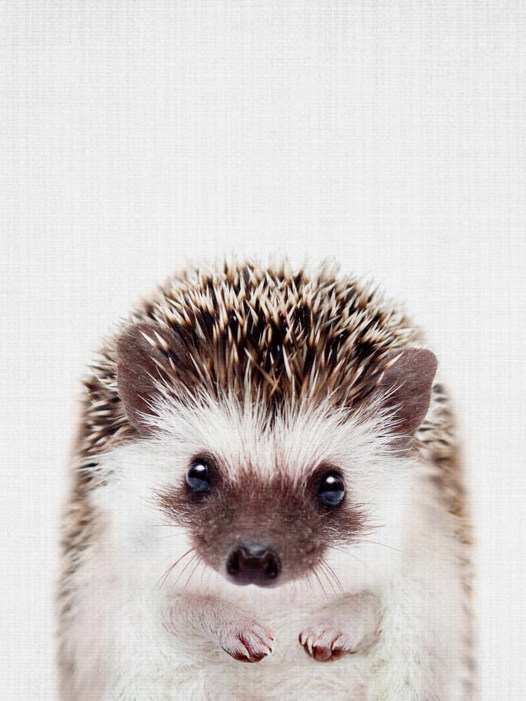 Cute Little Hedgehog by Lila & Lola — canvas wall art