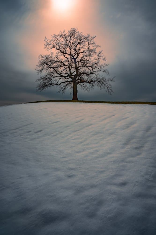 Solitary Winter Tree by Anastasios Gialopoulos — canvas wall art
