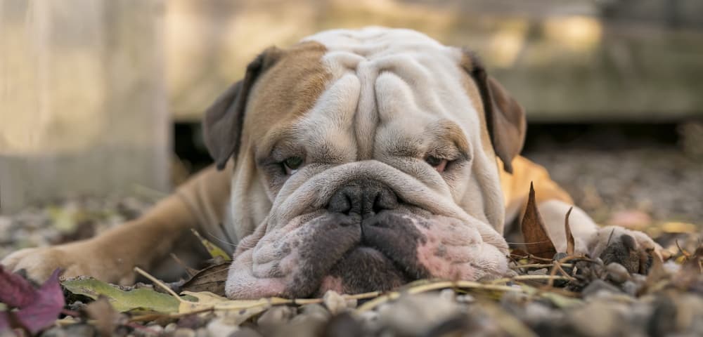 Sleepy Bulldog Resting by Gert van den Bosch — canvas wall art