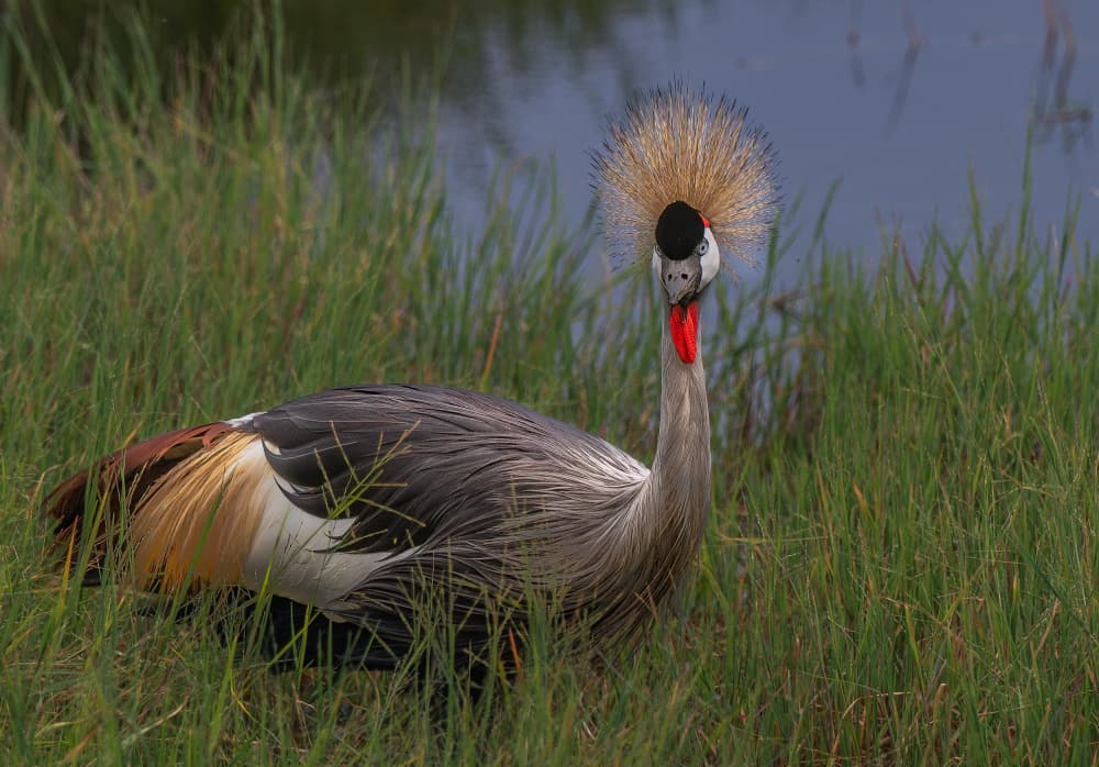 Majestic Crowned Crane by Allen SDCA — canvas wall art