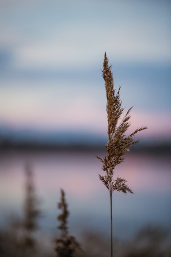 Pastel Reed Reflection by Javier Pardina — canvas wall art