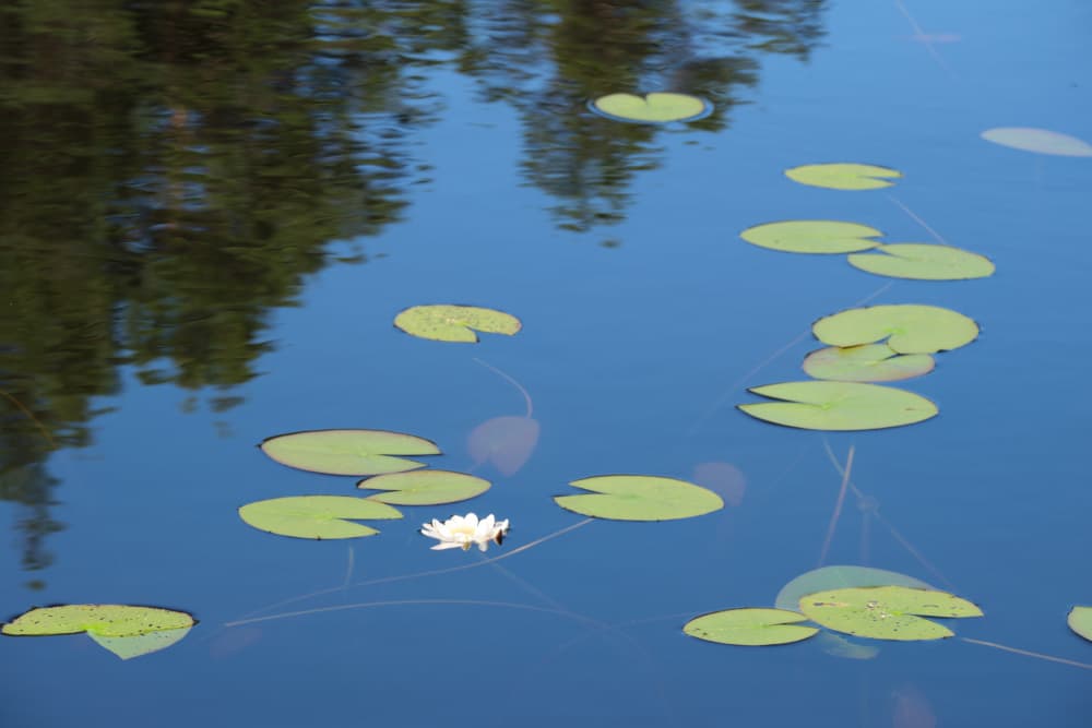 Serene Lily Pond by Geertjan Plooijer — canvas wall art