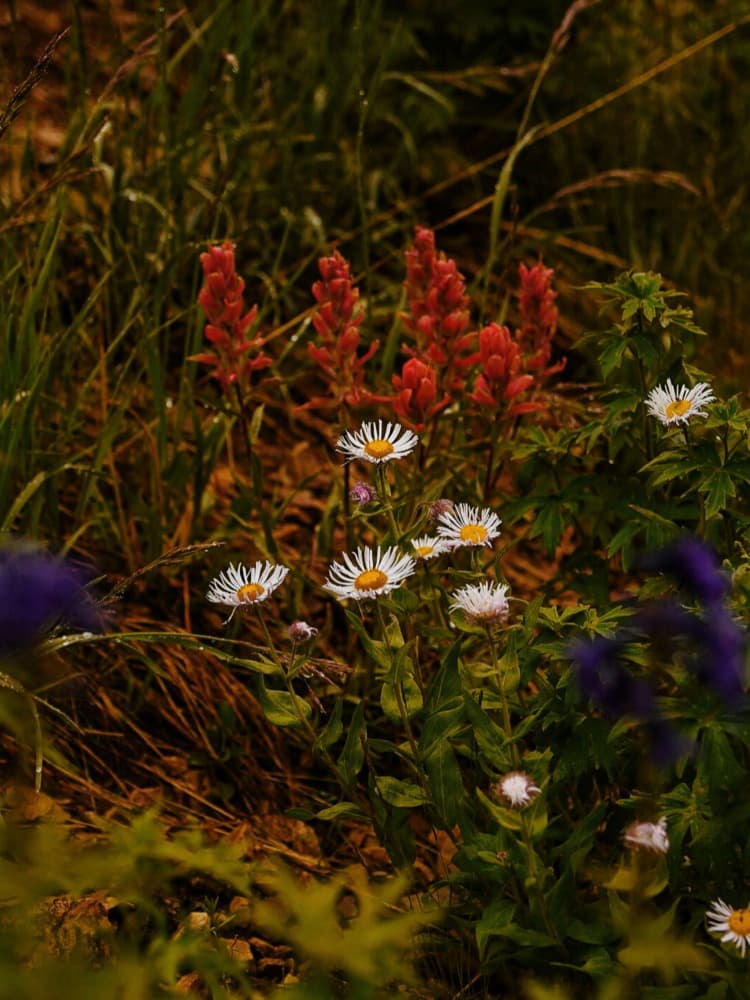 Wildflowers in Bloom by Del Mundo Imagery — canvas wall art