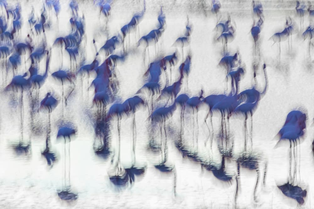 Fluid Blue Flamingos by Martine Benezech — canvas wall art