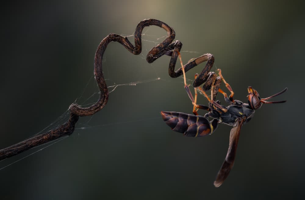 Wasp on Spiraled Vine by Atul Saluja — canvas wall art