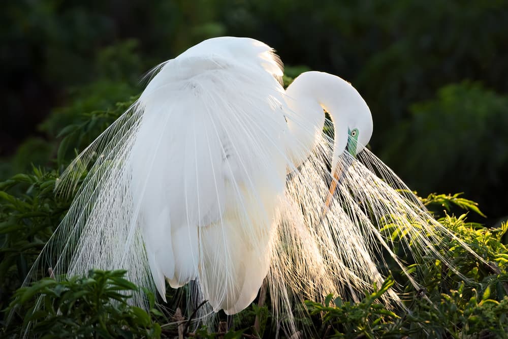 Elegant White Egret by John Fan — canvas wall art