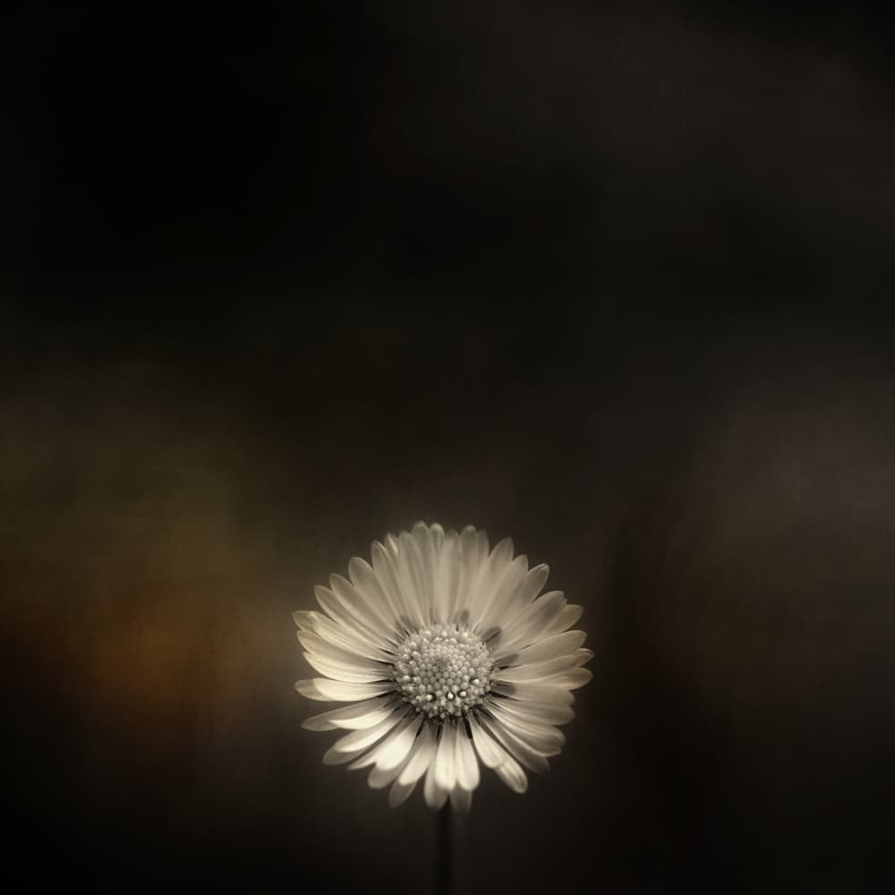 Solitary White Blossom by Lotte Grønkjær — canvas wall art