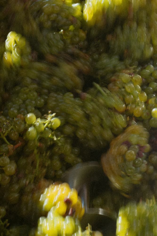 Crushing Green Grapes by Megan Shone — canvas wall art
