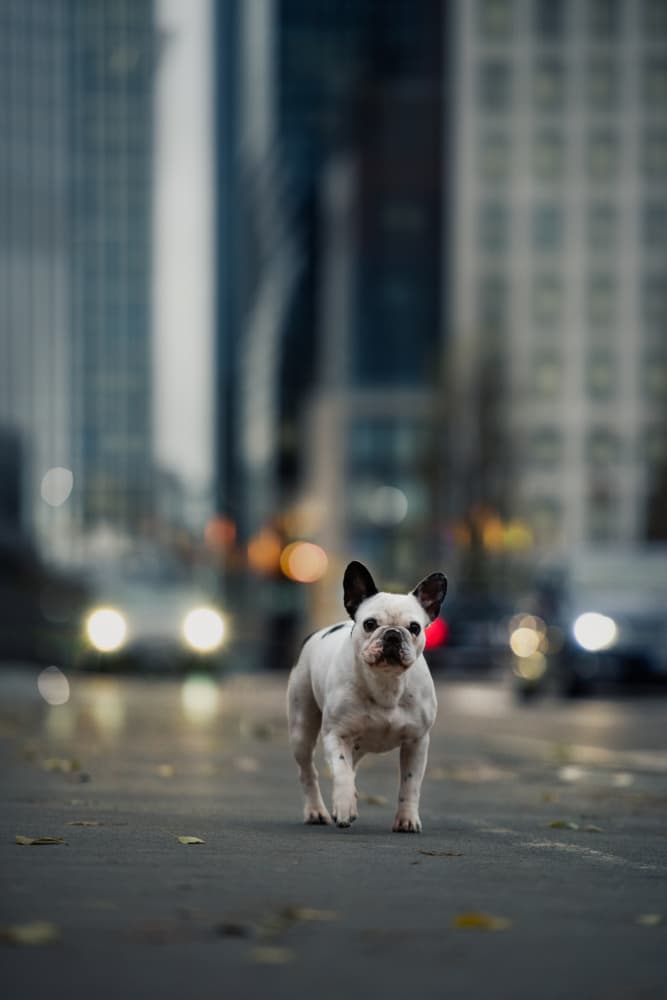 French Bulldog City Walk by Heike Willers — canvas wall art