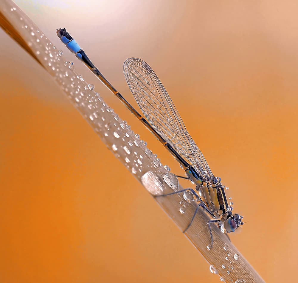 Blue Damselfly Dewdrops by Thierry Dufour — canvas wall art