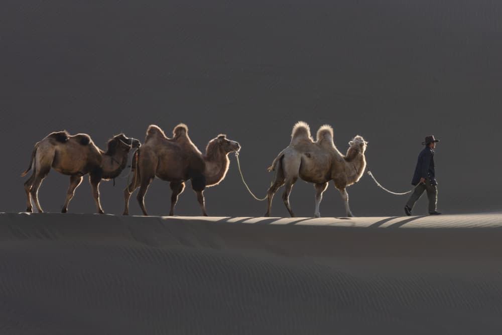 white camel by Sally Widjaja — canvas wall art