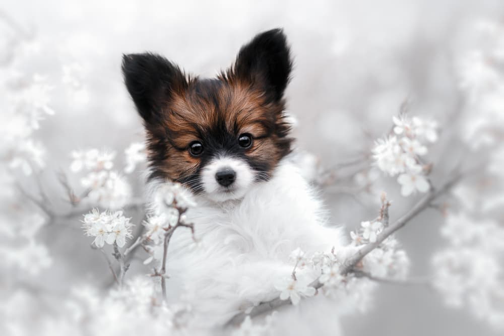 Cute Puppy Blossoms by Ve Shandor — canvas wall art