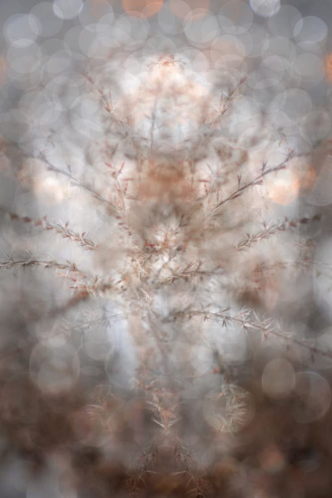 Ethereal Botanical Symmetry by Christina Sillen — canvas wall art