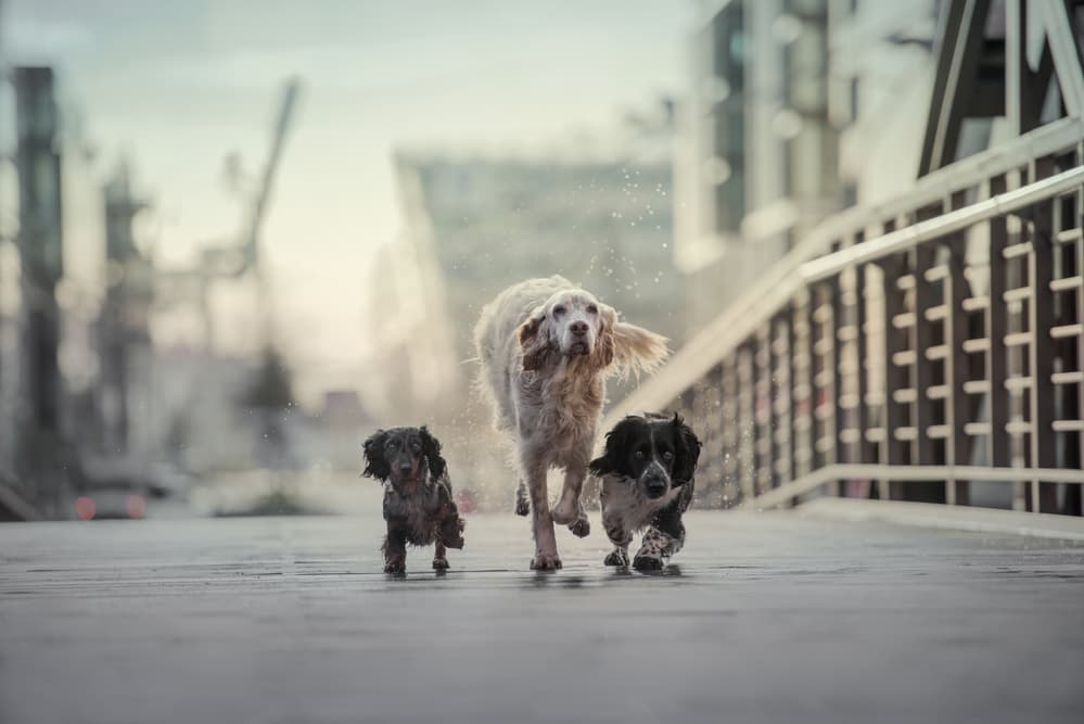 Happy Dogs Splashing Run by Heike Willers — canvas wall art