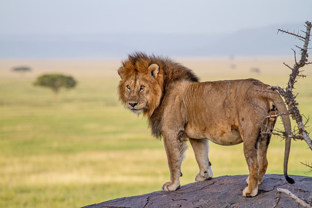 Wild African Lion by Alessandro Catta — canvas wall art