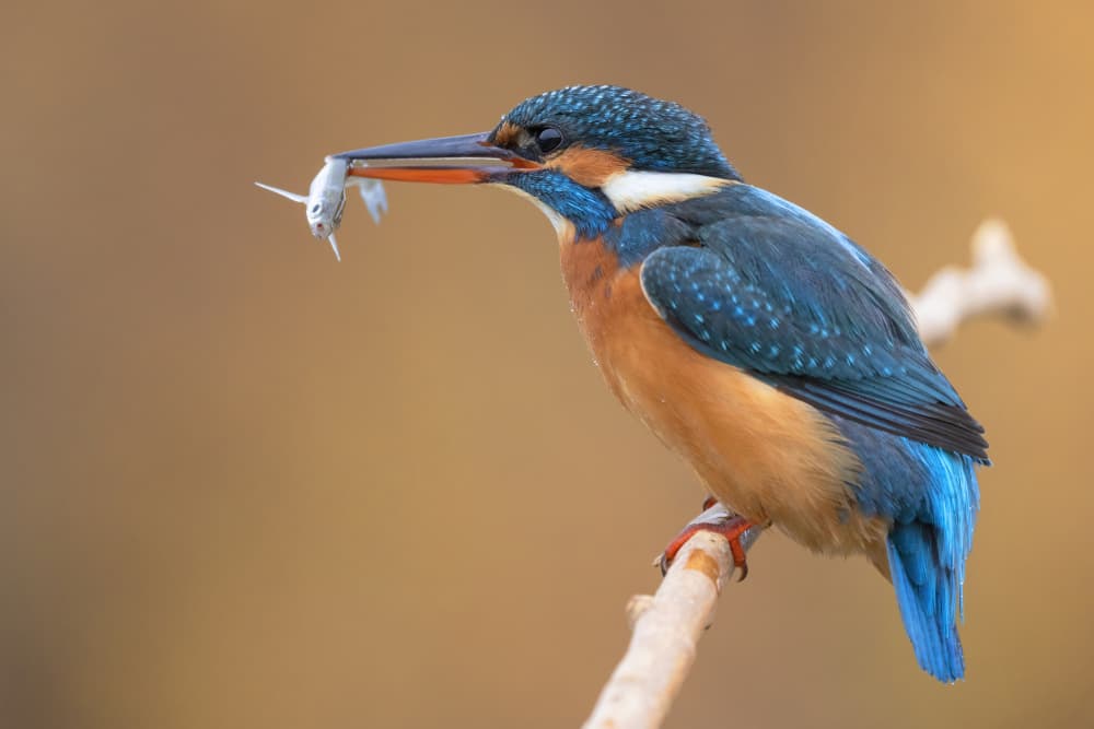 Vibrant Kingfisher Catch by TONY GORAN — canvas wall art