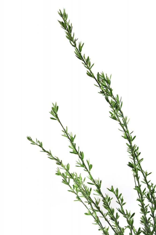 Minimalist Green Plants by Rosana Laiz Blursbyai — canvas wall art